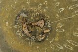 Polished Fossil Rugose Coral Slab - Morocco #276198-1